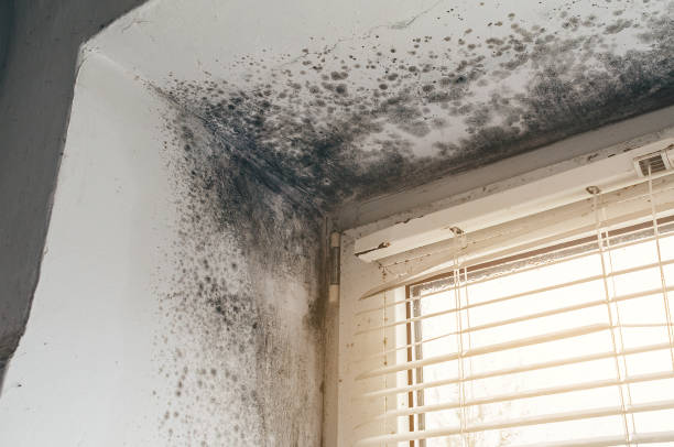 Affordable Mold Removal solutions in Wanaque, NJ